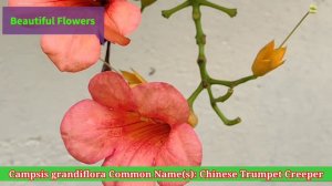 Beautiful Flowers : Campsis Grandiflora, Common Name(s): Chinese Trumpet Creeper