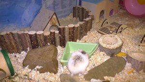 ОПЯТЬ НОВЫЙ ПИТОМЕЦ / Приехал ЖЕНИХ для Хомки / Распаковка / Alisa Easy Pets