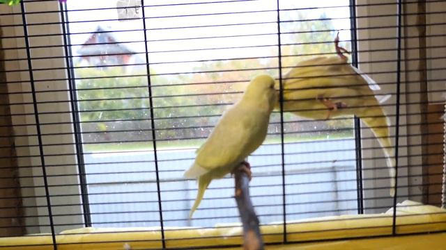 #ВВП_Чехи папа КОРМИТ птенца 09/10/2022 СЕМЬЯ воссоединилась Тина, Тесла, Татоша смотреть онлайн