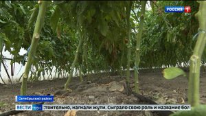 В Ростовской области выявлен  вирус коричневой морщинистости плодов томата
