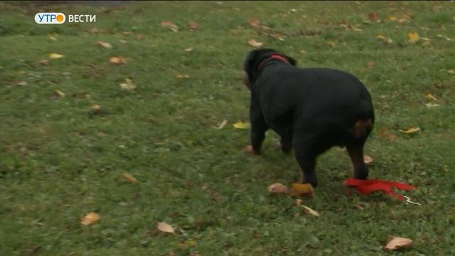 В Суздале проходит Всероссийский чемпионат кинологов ФСИН смотреть онлайн