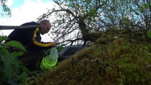 Проверяем ловушки на фазана. День 1