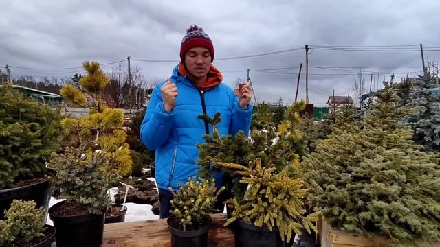 Карликовые ели. Карликові ялини
