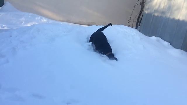 Ротвейлер Нора. Зима❄️ смотреть онлайн