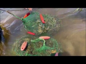 В Самарской области полиция изъяла у браконьеров более 1,4 тыс. раков и вернула их в среду обитания