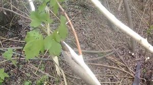 заготовка лыка для промышленного производства лаптей