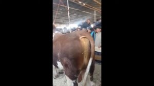 Самый большой бык в мире Узбекистане 1107 КГ