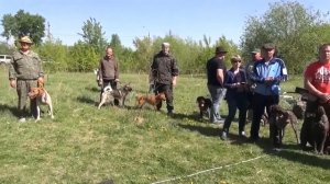 Региональная выставка охотничьих лаек в Челябинской области. Май 2023 год.
