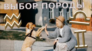 Выбрать породу собаки согласно вашему знаку зодиака (Близнецы, Весы, Водолей)
