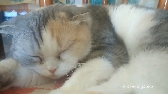 Дневной сон Ликуси под успокаивающую музыку.? смотреть онлайн