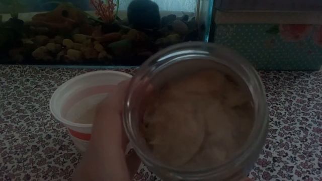 Как растёт овёс 2 день смотреть онлайн