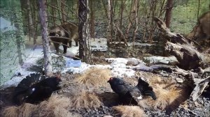 Музей природы национального парка. Беловежская пуща. Беларусь