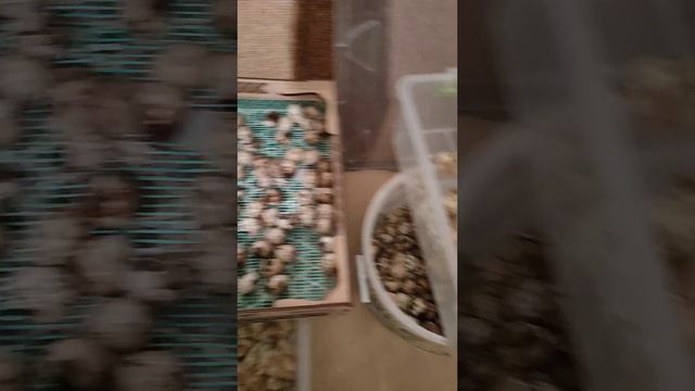 Долгожданный вывод после сложной инкубации, без света, на генераторе, от АКБ. #инкубация #перепела смотреть онлайн