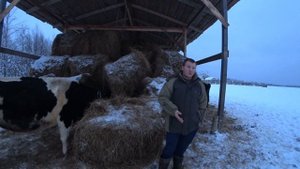 Сколько корове нужно сена на зиму. Расходы на кормление коровы. Сколько нужно зерна.