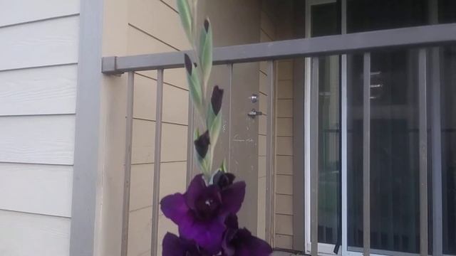 Best of the Purple Gladiolus смотреть онлайн