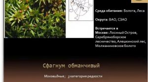 Путешествие по страницам красной книги Москвы