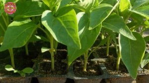 Нашатырный спирт для роста рассады перца — тайный секрет моей свекрови!