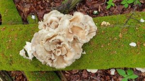 Трутовик серно-жёлтый и Вёшанка лёгочная. Приготовление грибов. Грибной шницель,  грибы в кляре.