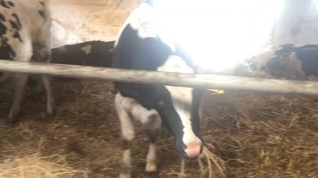 видео племенные нетели черно-пестрой породы