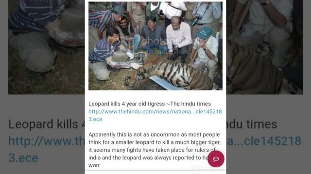 leopard kills tiger! for slayer and his slave mountain lord