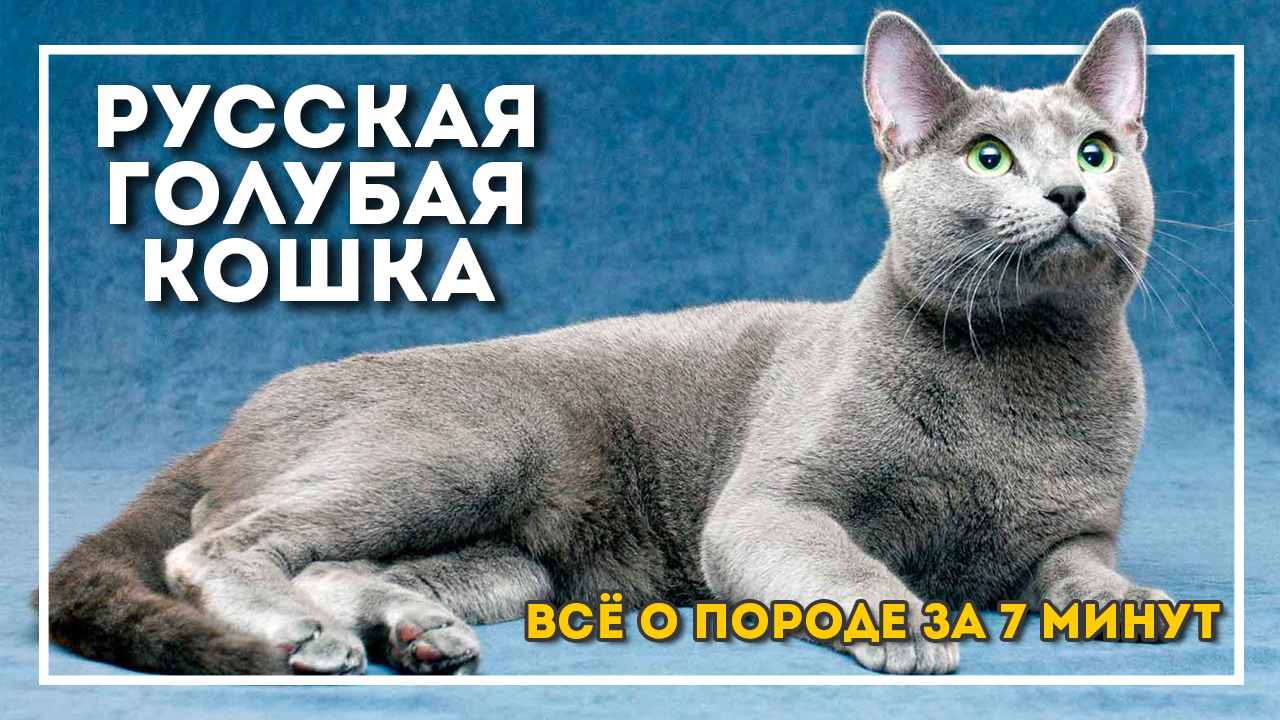 Все о породе русская голубая кошка