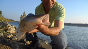 Судак.Ловля судака летом.На живца.2014.