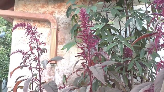 Amaranthus cruentus Flowers - How to have beautiful flowers смотреть онлайн