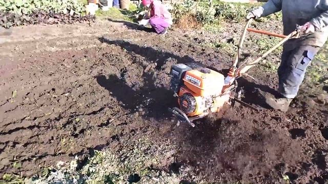Бизнес на чесноке. Готовим грядки и садим, чтобы потом заработать