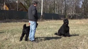 Догтренинг 138. Жесткие игры русских черных терьеров