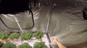 How to make a SCROG Best Way