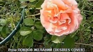 Роза ПОКРОВ ЖЕЛАНИЙ - Rosa DESIRES COVER