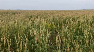 Наша пасека на эспарцете в степном ландшафте