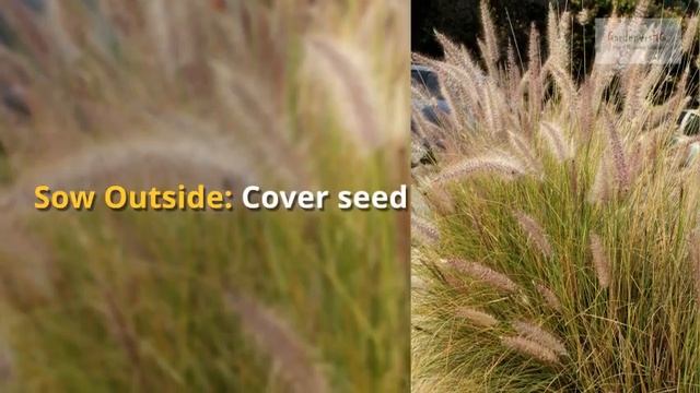 Pennisetum Growing Guide (Fountain Grass) by GardenersHQ смотреть онлайн