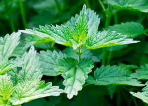 Крапива двудомная.