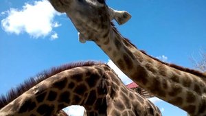 Дети кормят огромного жирафа. Children are fed a huge giraffe