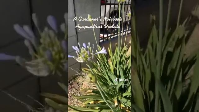 In the garden...Agapanthus Update смотреть онлайн