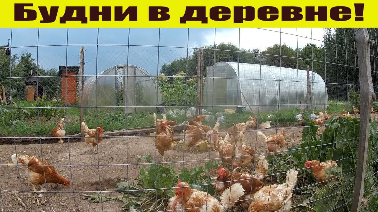 Бройлеры - "кабанчики",  картофель удивил, вкусная фасоль и "каменные" кабачки // Деревенские будни