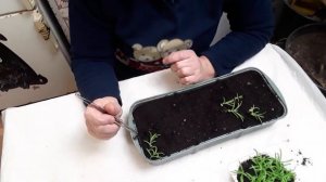 пикируем мeстоклему (mestoklema macrorrhizum)