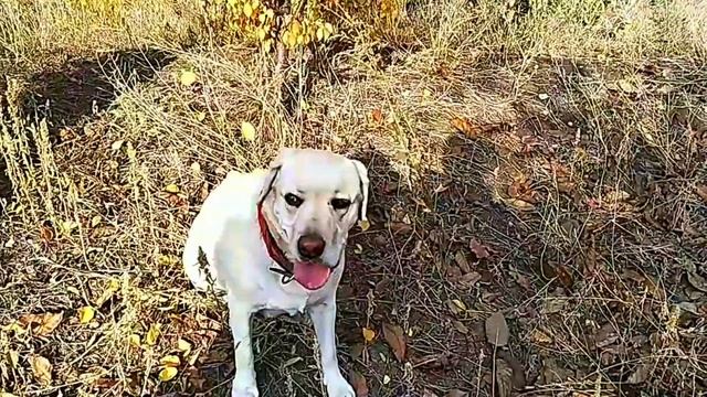Осенняя фотосессия лабрадора Сенди! смотреть онлайн