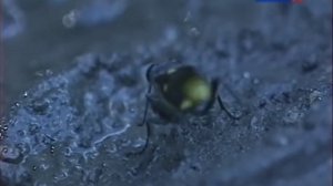 Удивительная жизнь пчёл и ос