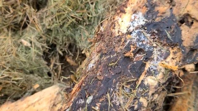 БАКТЕРИИ, ГРИБЫ И МИКРООРГАНИЗМЫ навечно поселились в мои грядки ( Продаю семена томатов ) смотреть онлайн