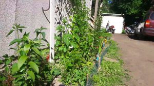 КЛУМБА В ИЮНЕ - смешанные посадки многолетних и однолетних цветов