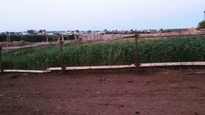 Овцеводство | Заготавливаем сено на зиму | домашнее овцеводство