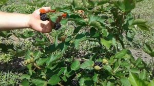 Ежевика Бронко Деликато