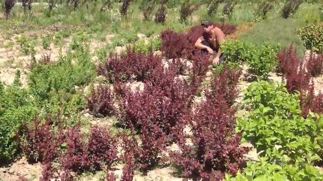 Барбарис пурпурнолистный: тунберга атропурпурея, тунберга ред пиллар.