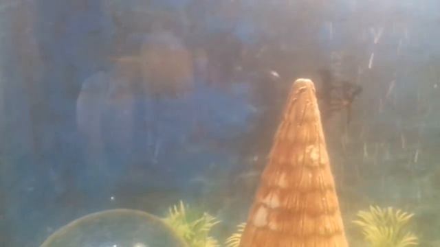 Рыбка Скалярия! смотреть онлайн