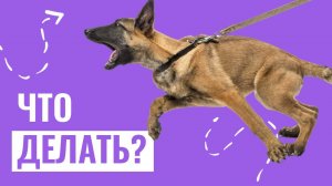 Проблемы в поведении собаки: Как научить собаку НЕ ТЯНУТЬ ПОВОДОК и откликаться на зов хозяина?