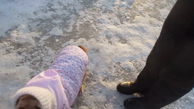 Ляля в новом. Женщины о мире.#животные #dog #церковьиркутск