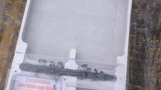 Новаторская Поилка кормушка на 3 отделения для пчёл Простое Пчеловодство 36 смотреть онлайн