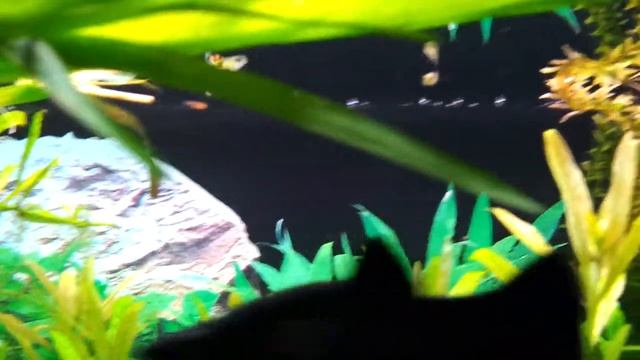 Akwarium 120 l смотреть онлайн